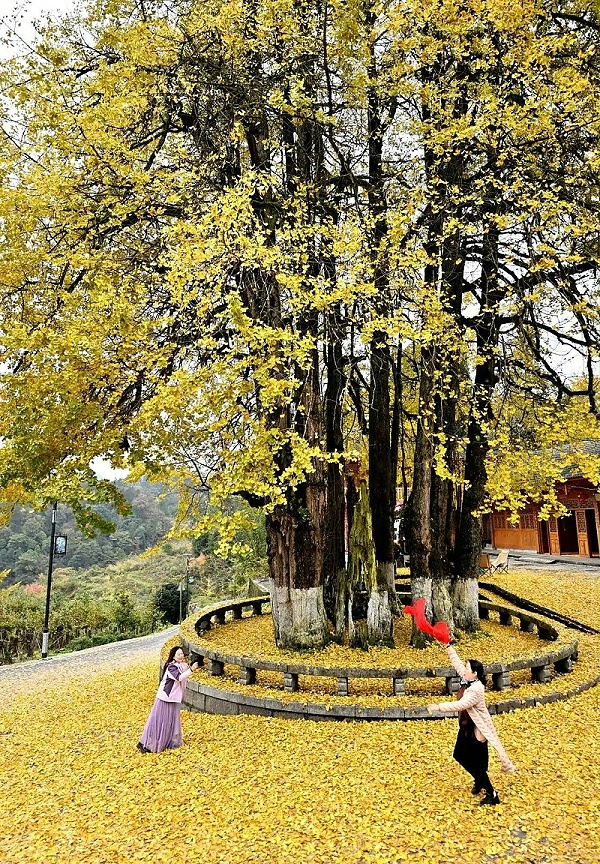 沐鸣娱乐环保：游客在湖北省恩施土家族苗族自治州宣恩县珠山镇东门关村的古银杏树下游玩